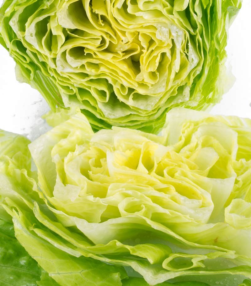Lechuga-Romana-37