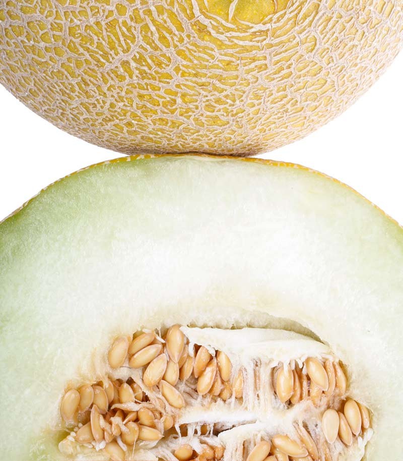 Melon-Galia-458