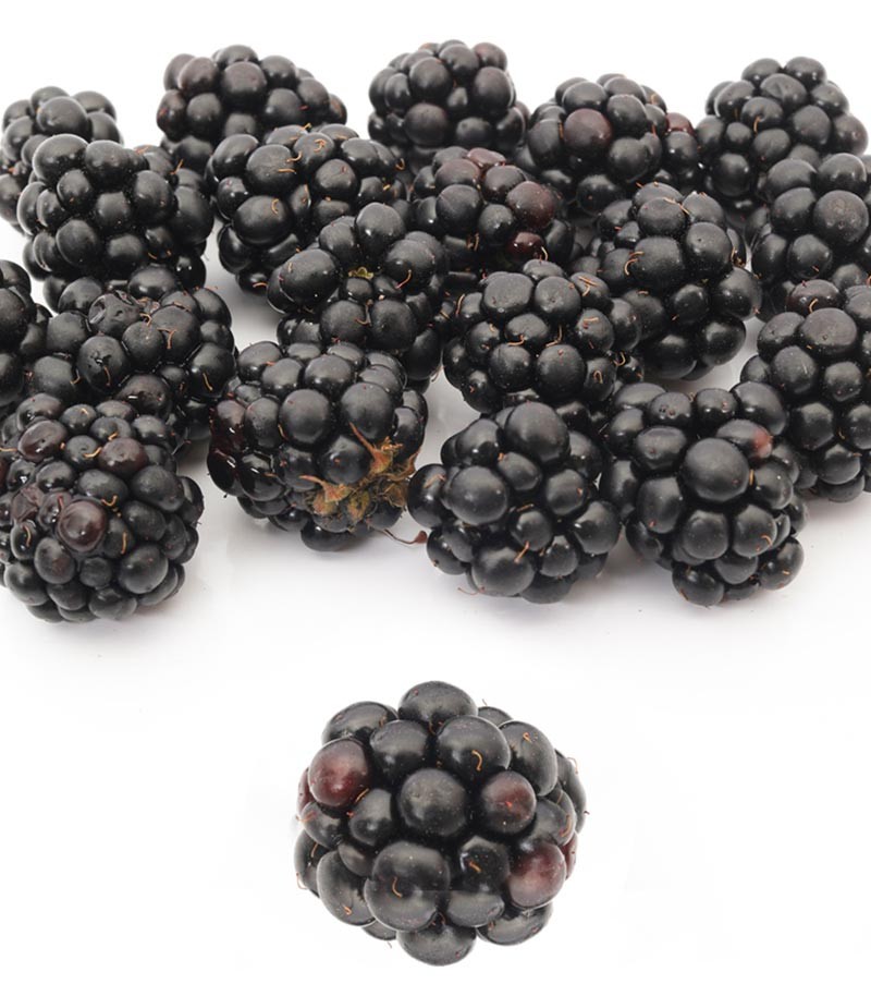 Moras-613